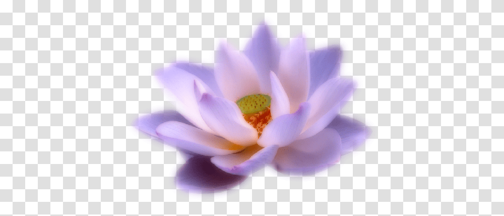 Lotus Flower, Plant, Blossom, Rose, Anemone Transparent Png