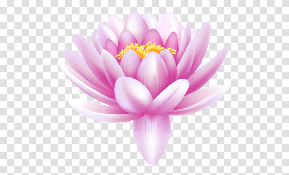 Lotus Flower, Plant, Dahlia, Blossom, Pond Lily Transparent Png