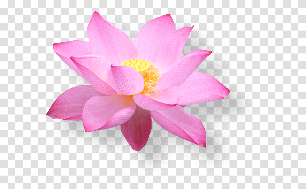 Lotus Flower, Plant, Lily, Blossom, Petal Transparent Png