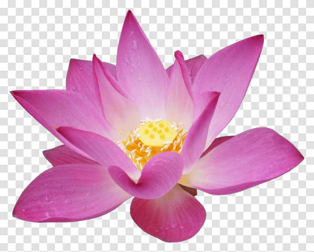 Lotus Flower, Plant, Lily, Blossom, Pond Lily Transparent Png