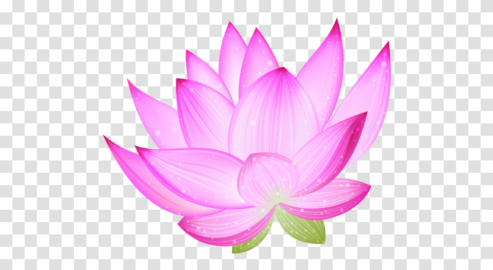 Lotus Flower, Plant, Lily, Blossom, Pond Lily Transparent Png