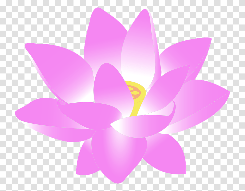 Lotus Flower, Plant, Lily, Blossom, Pond Lily Transparent Png