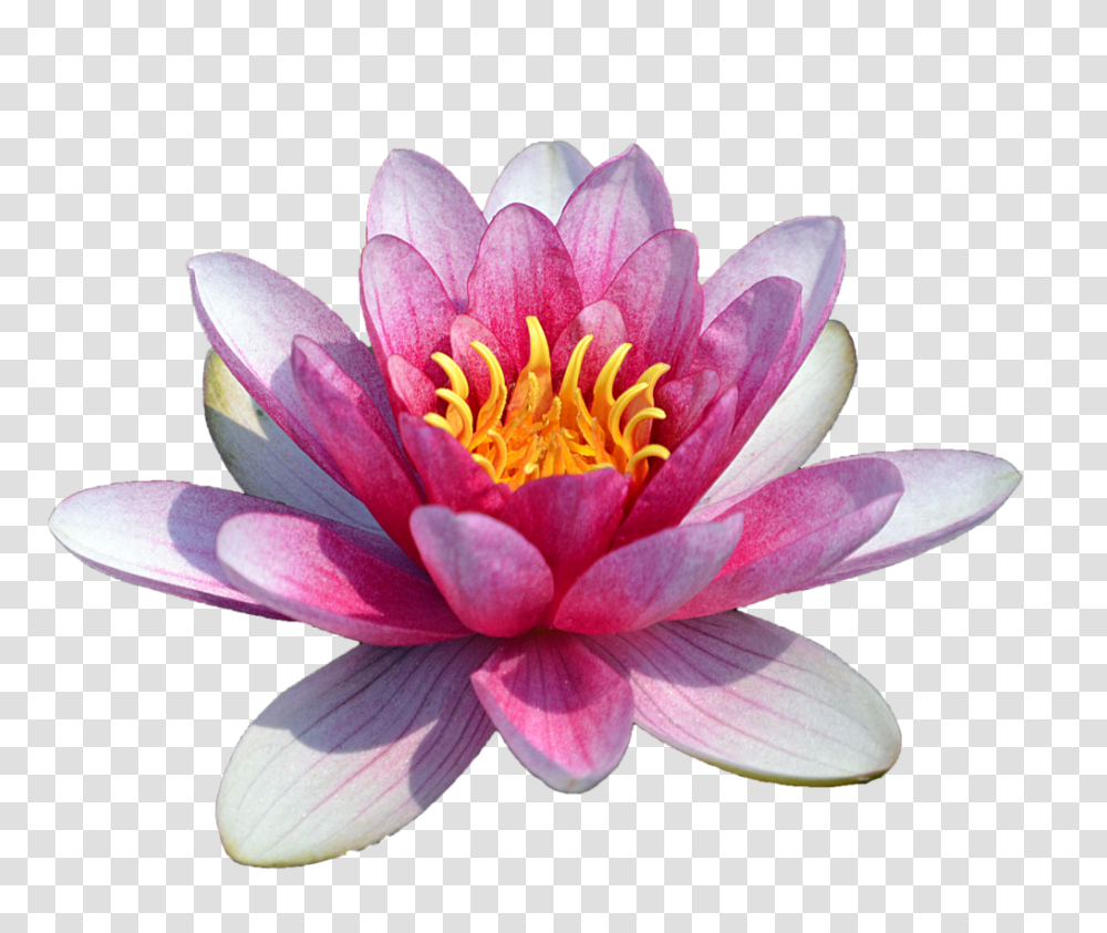 Lotus Flower, Plant, Lily, Blossom, Pond Lily Transparent Png