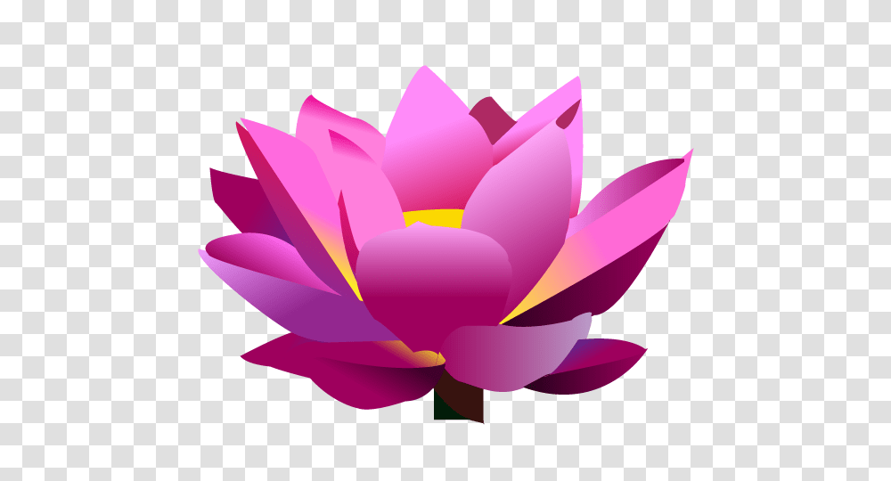 Lotus Flower, Plant, Lily, Blossom, Pond Lily Transparent Png