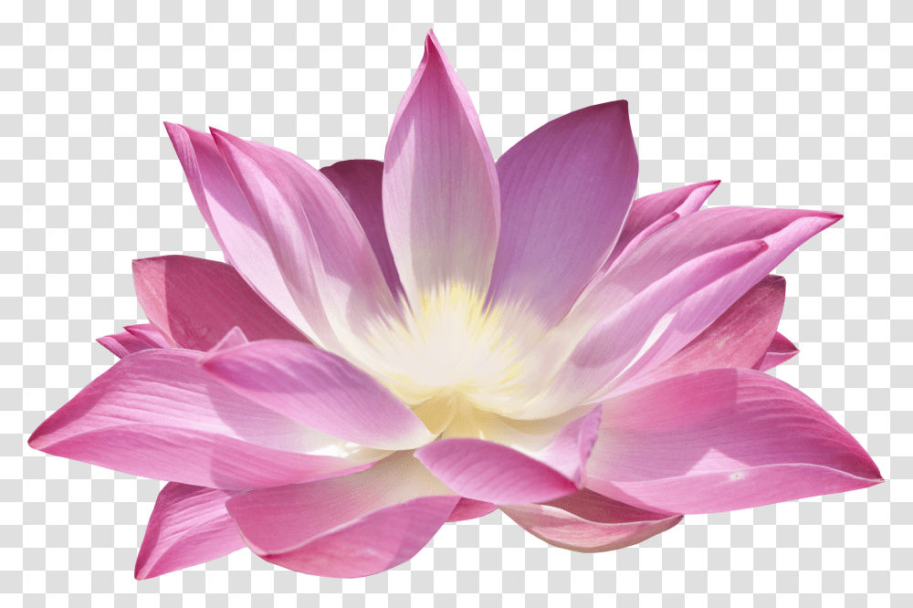 Lotus Flower, Plant, Lily, Blossom, Pond Lily Transparent Png