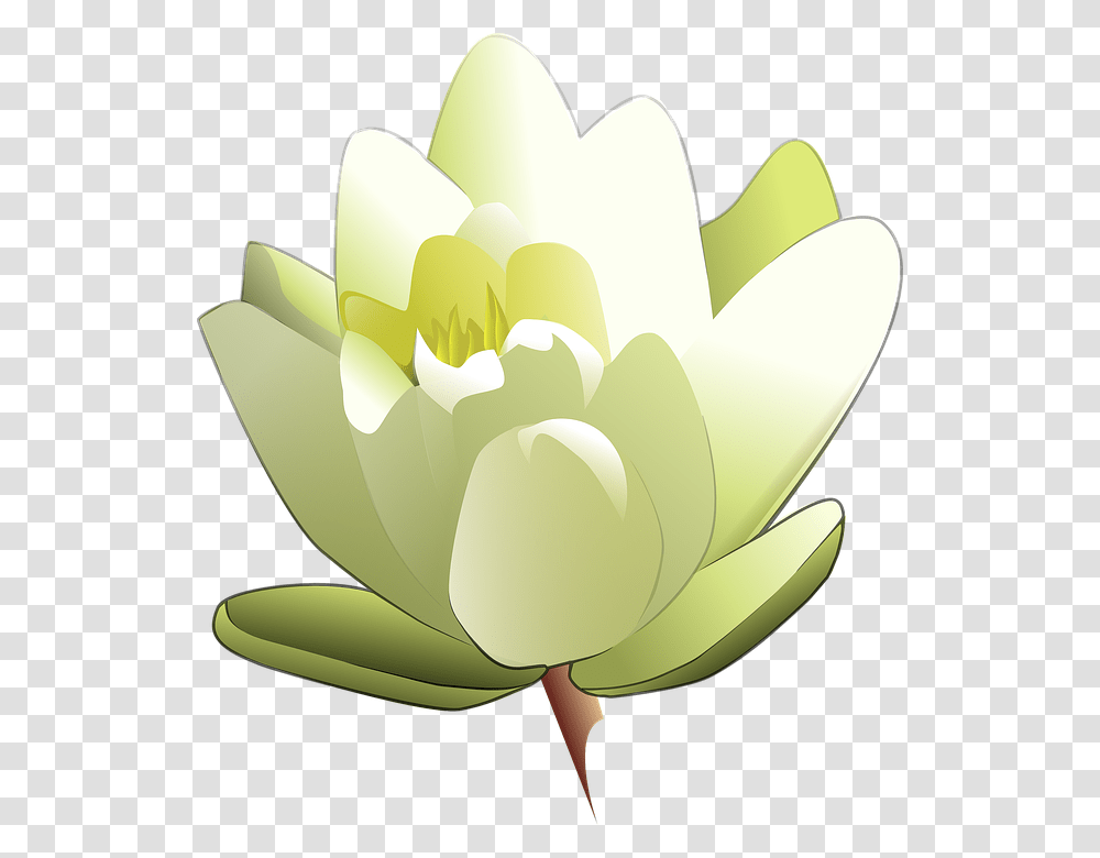 Lotus Flower, Plant, Lily, Blossom, Pond Lily Transparent Png