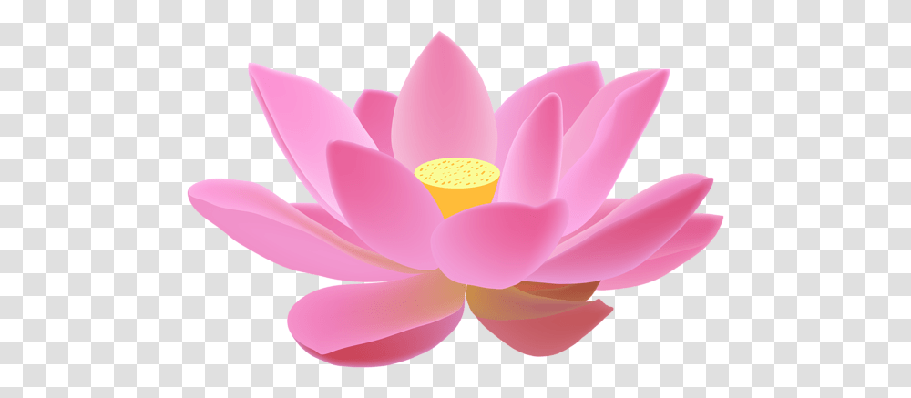 Lotus Flower, Plant, Lily, Blossom, Pond Lily Transparent Png