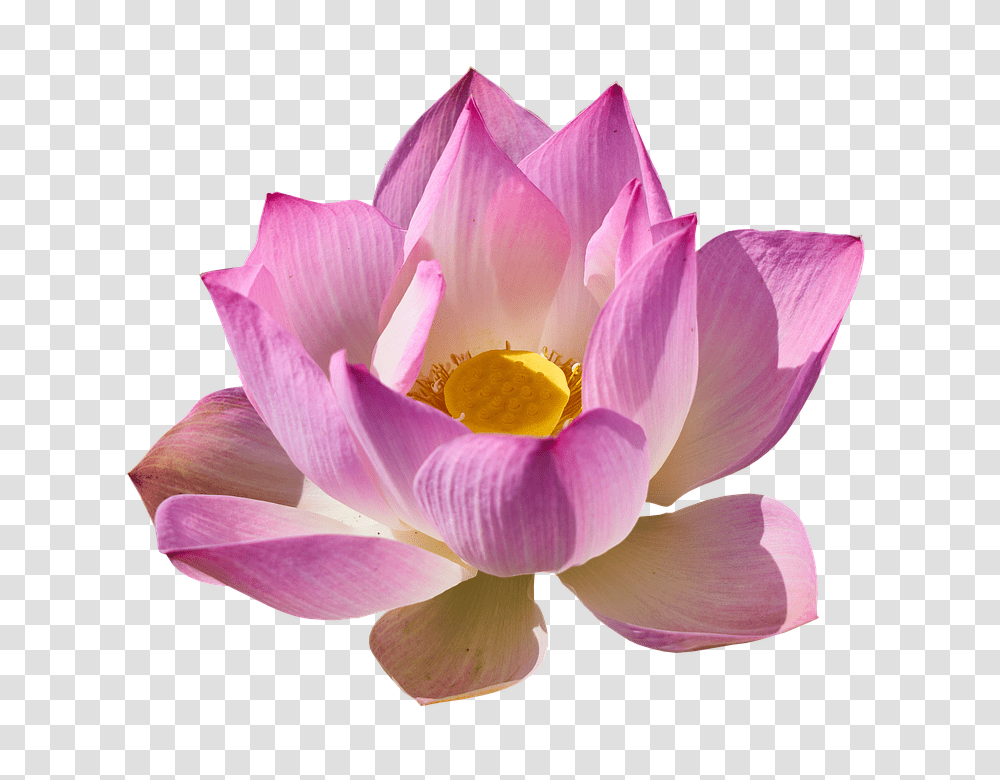 Lotus Flower, Plant, Lily, Blossom, Pond Lily Transparent Png