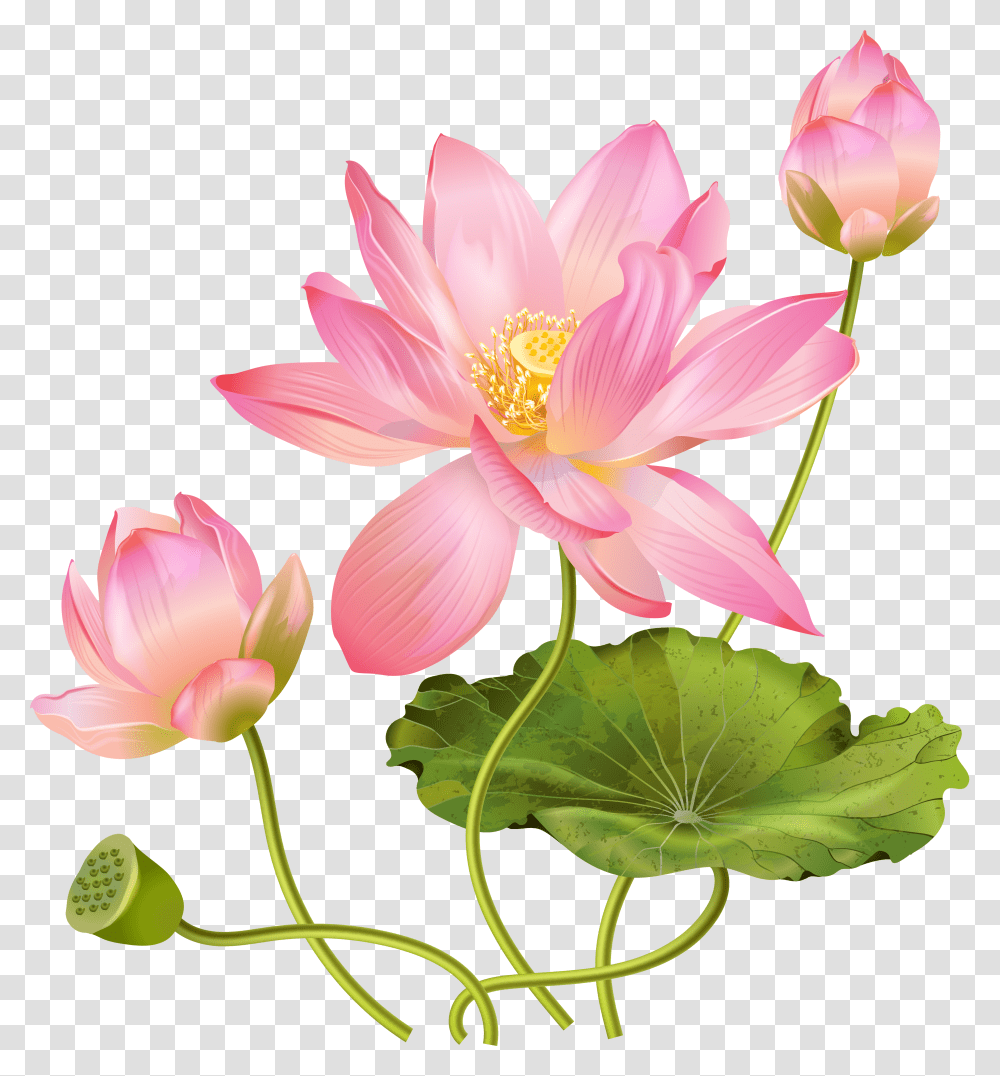 Lotus Flower, Plant, Lily, Blossom, Pond Lily Transparent Png