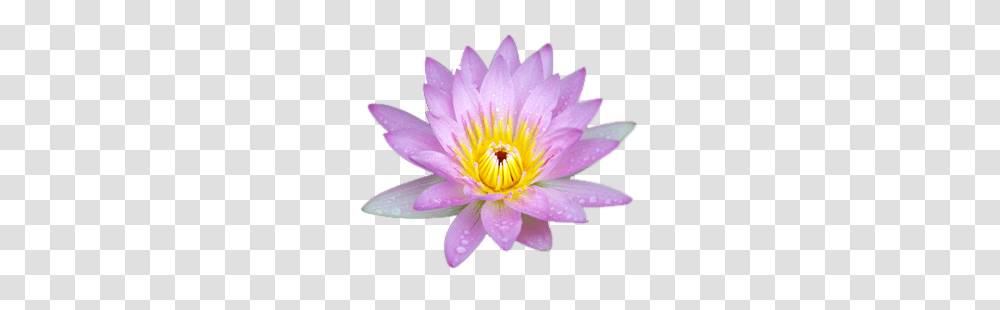 Lotus Flower, Plant, Lily, Blossom, Pond Lily Transparent Png