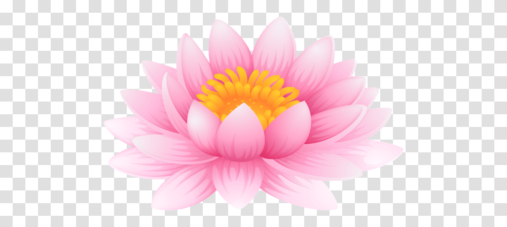 Lotus Flower, Plant, Lily, Blossom, Pond Lily Transparent Png