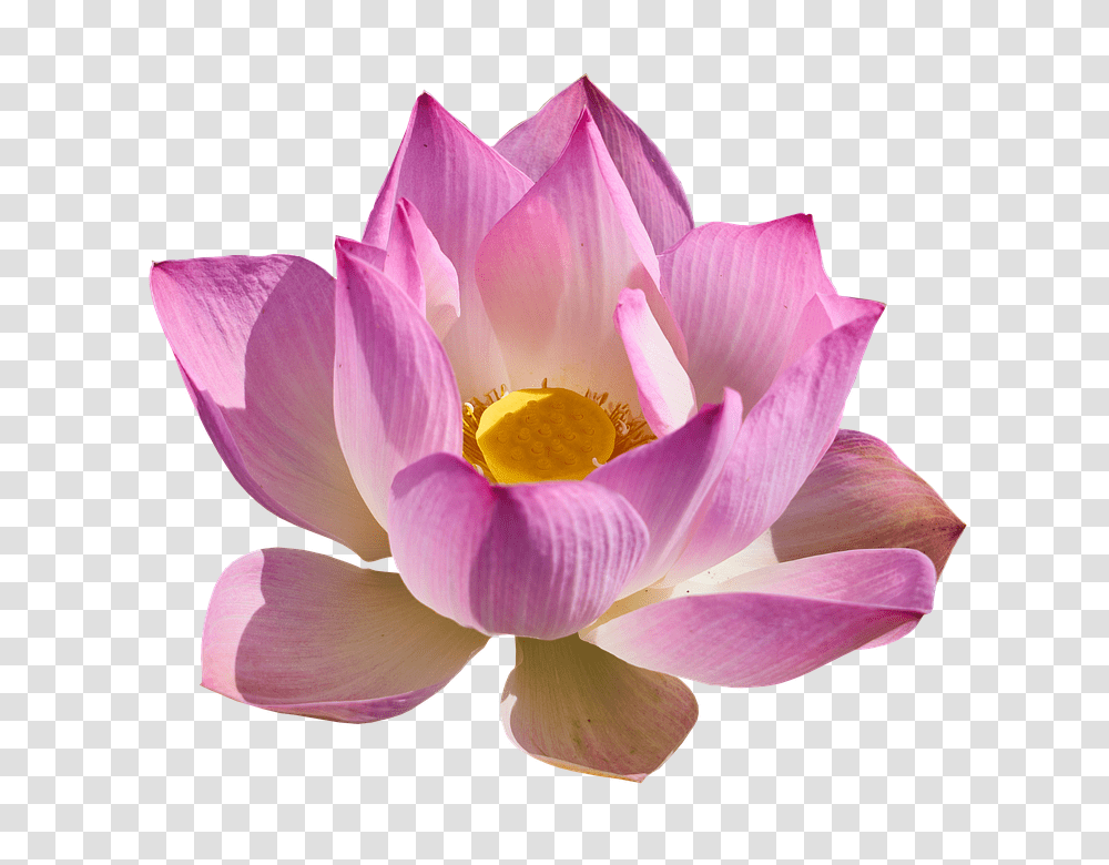 Lotus Flower, Plant, Lily, Blossom, Pond Lily Transparent Png