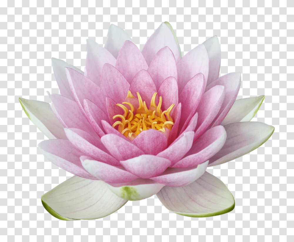 Lotus Flower, Plant, Lily, Blossom, Pond Lily Transparent Png