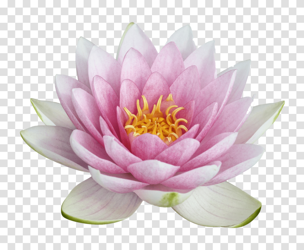 Lotus Flower, Plant, Lily, Blossom, Pond Lily Transparent Png