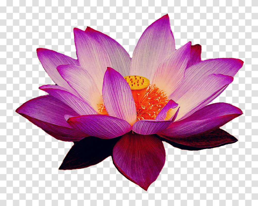 Lotus Flower, Plant, Lily, Blossom, Pond Lily Transparent Png