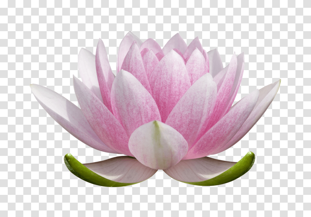 Lotus Flower, Plant, Lily, Blossom, Pond Lily Transparent Png