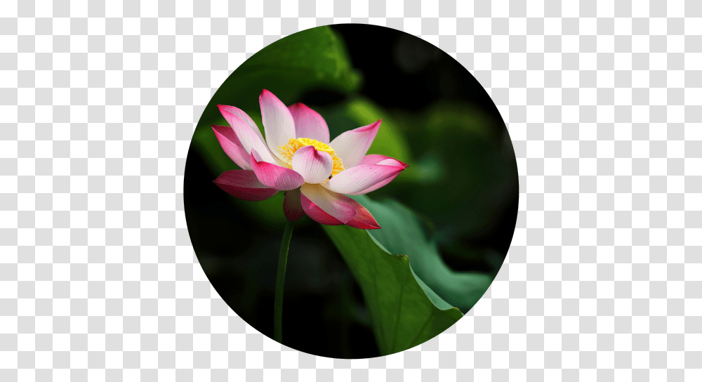 Lotus Flower, Plant, Lily, Blossom, Pond Lily Transparent Png