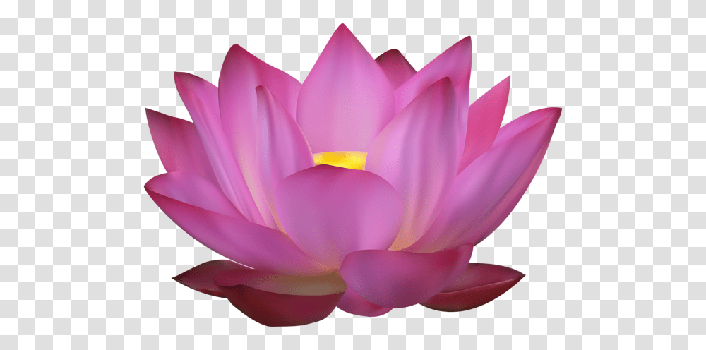 Lotus Flower, Plant, Lily, Blossom, Rose Transparent Png