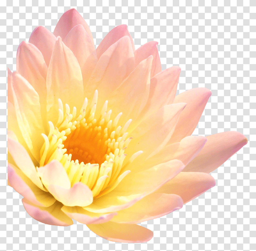 Lotus Flower, Plant, Lily, Blossom, Rose Transparent Png