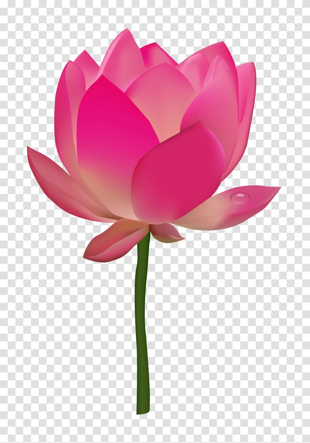 Lotus Flower, Plant, Petal, Blossom, Daisy Transparent Png