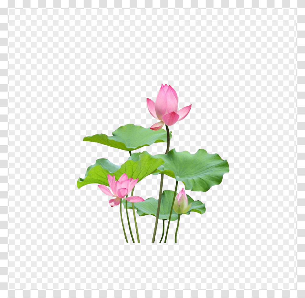 Lotus Flower, Plant, Petal, Blossom, Lily Transparent Png