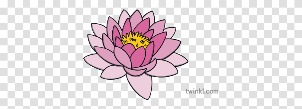 Lotus Flower Topics Ks1 Illustration Twinkl Washing With Hands With Bubbles Drawing, Plant, Lily, Blossom, Pond Lily Transparent Png