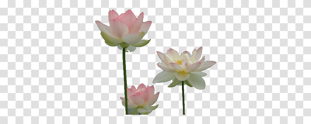 Lotus Flower Tumblr Free Image, Plant, Lily, Blossom, Pond Lily Transparent Png