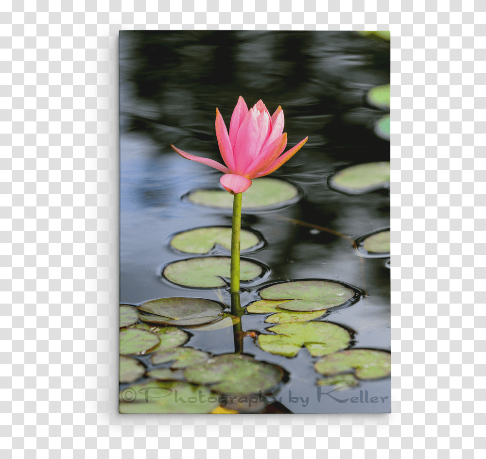 Lotus Flower - Photography By Keller, Plant, Lily, Blossom, Pond Lily Transparent Png