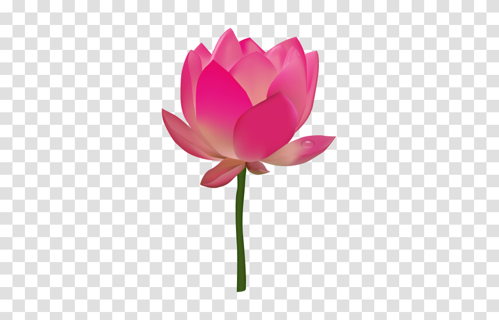 Lotus Flower Vector Vector Clipart, Plant, Blossom, Petal, Pond Lily Transparent Png