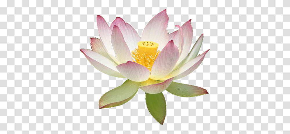 Lotus Flower Vintage, Plant, Lily, Blossom, Pond Lily Transparent Png