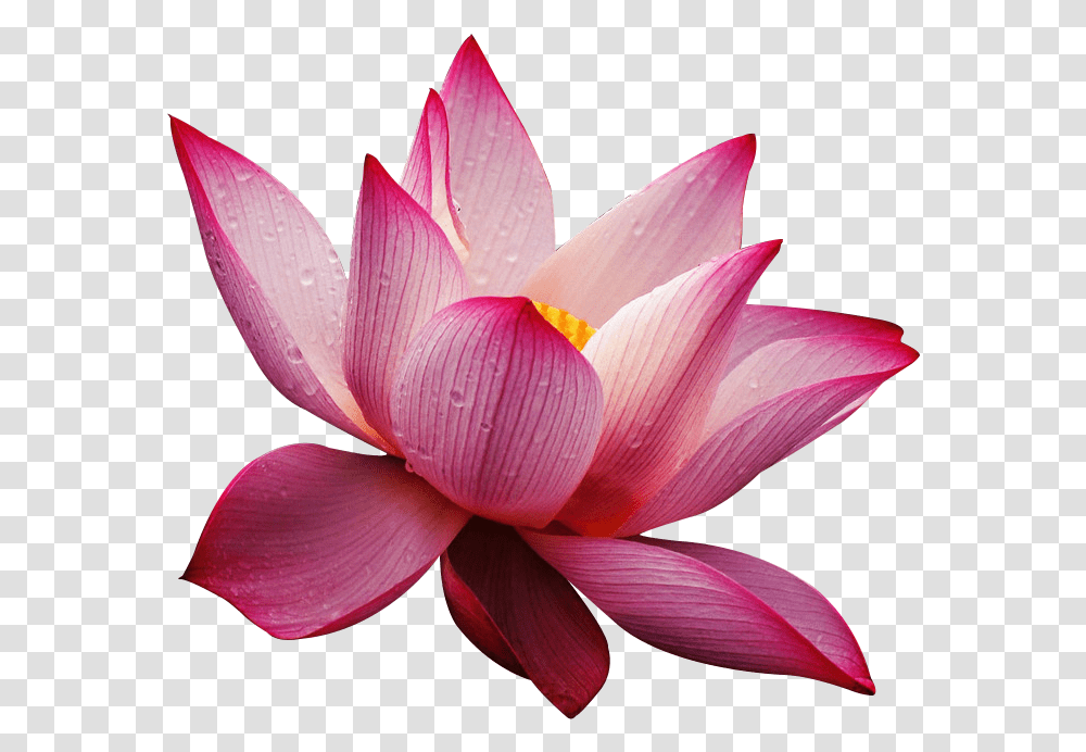 Lotus Flower Wallpaper Free Download Lotus Flower High Resolution Textures, Lily, Plant, Blossom, Pond Lily Transparent Png