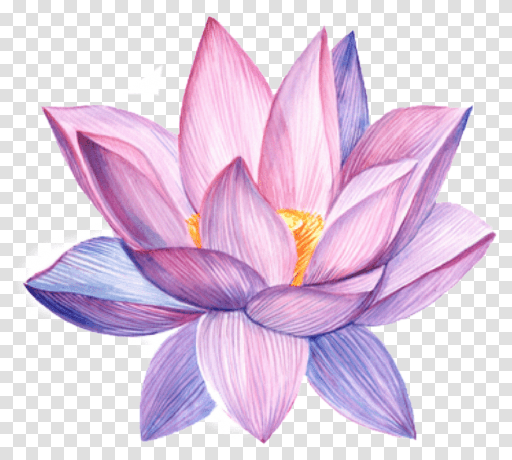 Lotus Flower Water Color, Plant, Lily, Blossom, Pond Lily Transparent Png