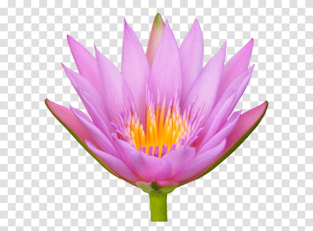 Lotus Flower Water Lily Flora Isolated Lotusblte, Plant, Blossom, Pond Lily Transparent Png