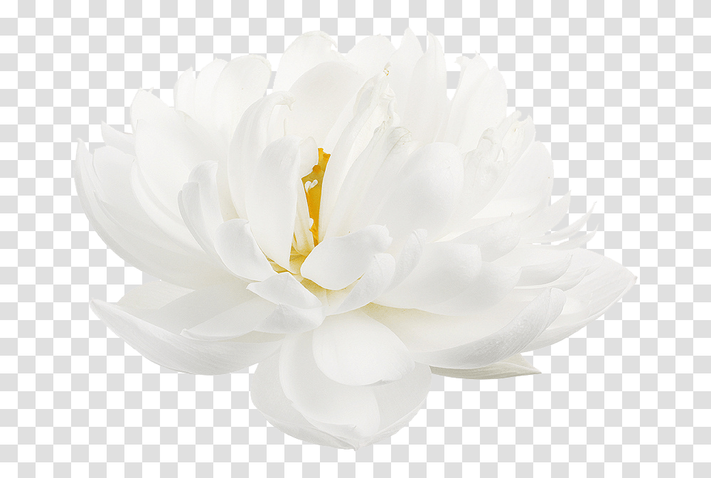 Lotus Flower White Lotus Flower, Plant, Rose, Texture, Dahlia Transparent Png
