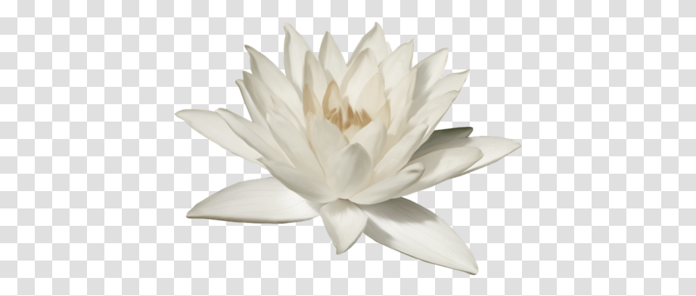 Lotus Flower White Lotus, Lily, Plant, Blossom, Pond Lily Transparent Png