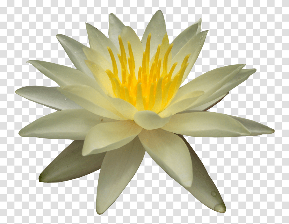 Lotus Flower White Water Lily, Plant, Blossom, Pond Lily Transparent Png
