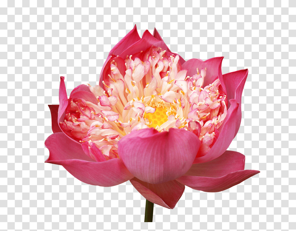 Lotus Flowers 960, Plant, Rose, Blossom, Peony Transparent Png