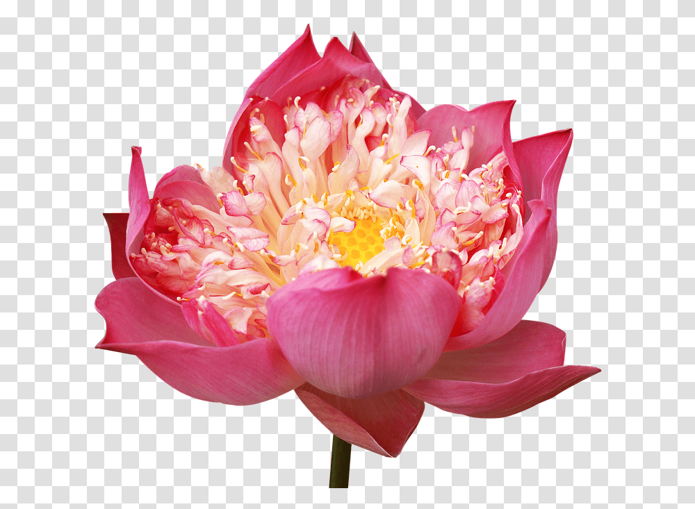 Lotus Flowers Decorate Pink Lotus Many Wings, Plant, Rose, Blossom, Pollen Transparent Png