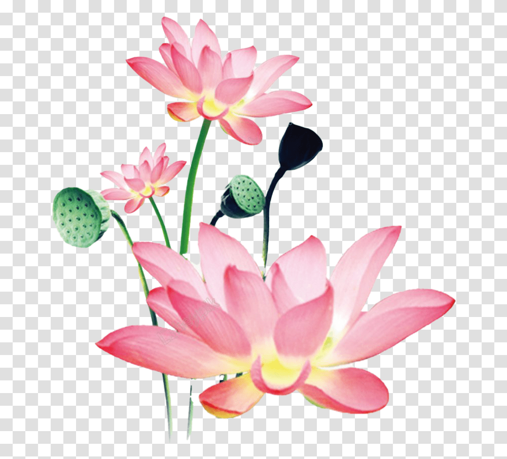 Lotus Free Background Watercolor Lotus Flower Painting, Plant, Lily, Blossom, Pond Lily Transparent Png