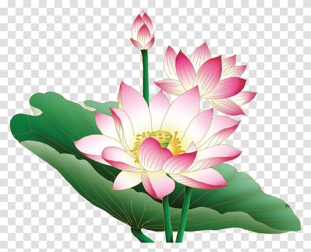 Lotus Free Desktop Background, Plant, Flower, Blossom, Lily Transparent Png