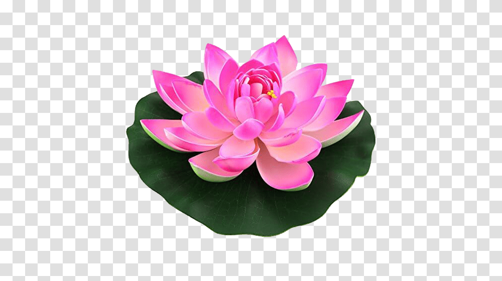 Lotus Hd Background, Dahlia, Flower, Plant, Blossom Transparent Png