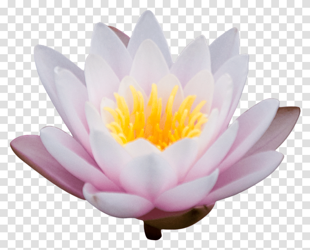 Lotus Image Lotus Flower, Plant, Rose, Blossom, Lily Transparent Png