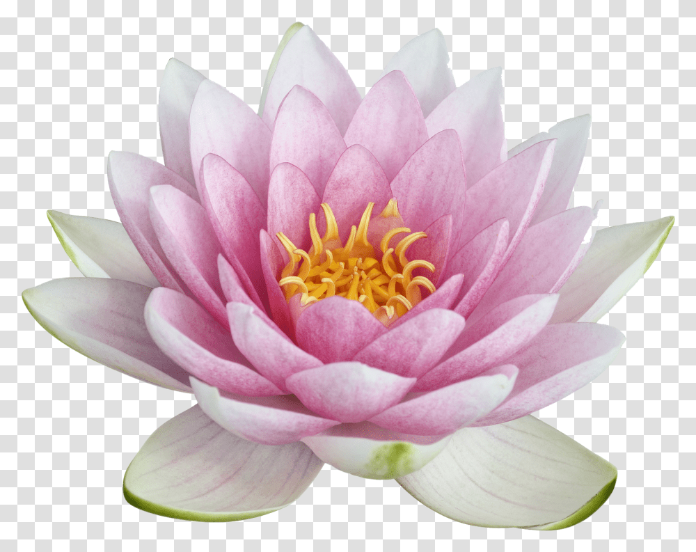 Lotus Image Lotus, Plant, Lily, Flower, Blossom Transparent Png