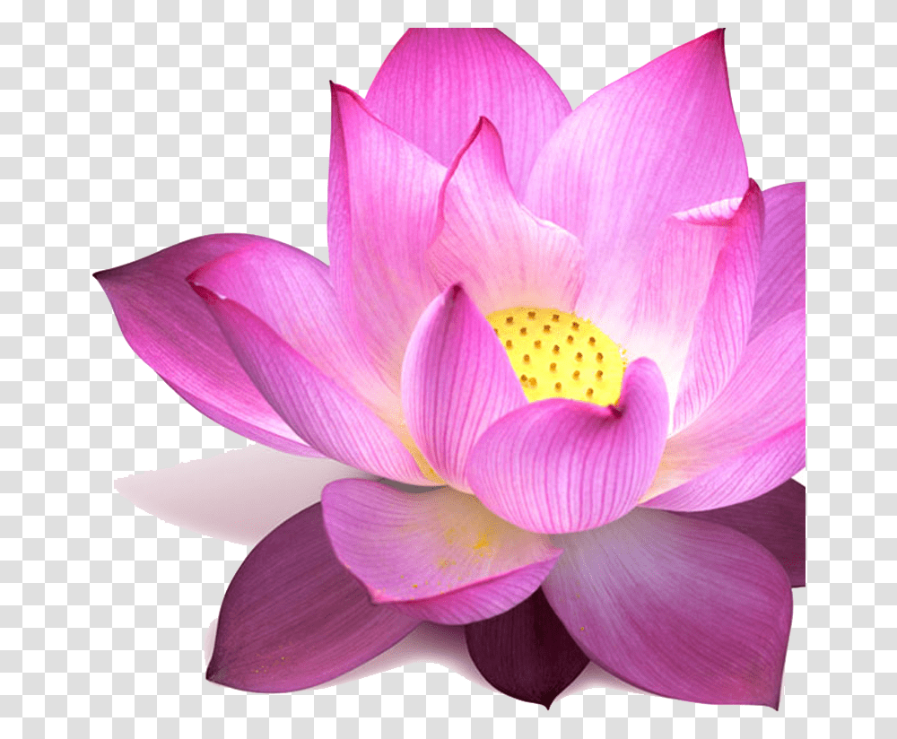 Lotus Image Padma Flower, Plant, Lily, Blossom, Pond Lily Transparent Png
