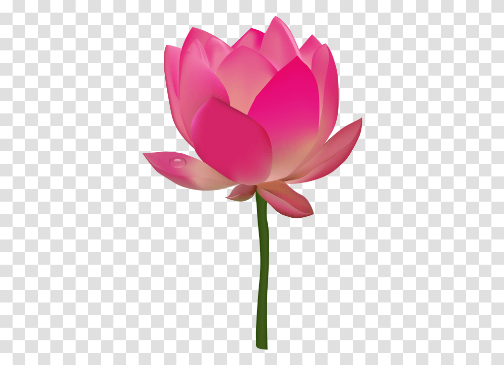 Lotus Images Download Flower Clip Art, Plant, Petal, Blossom, Lily Transparent Png