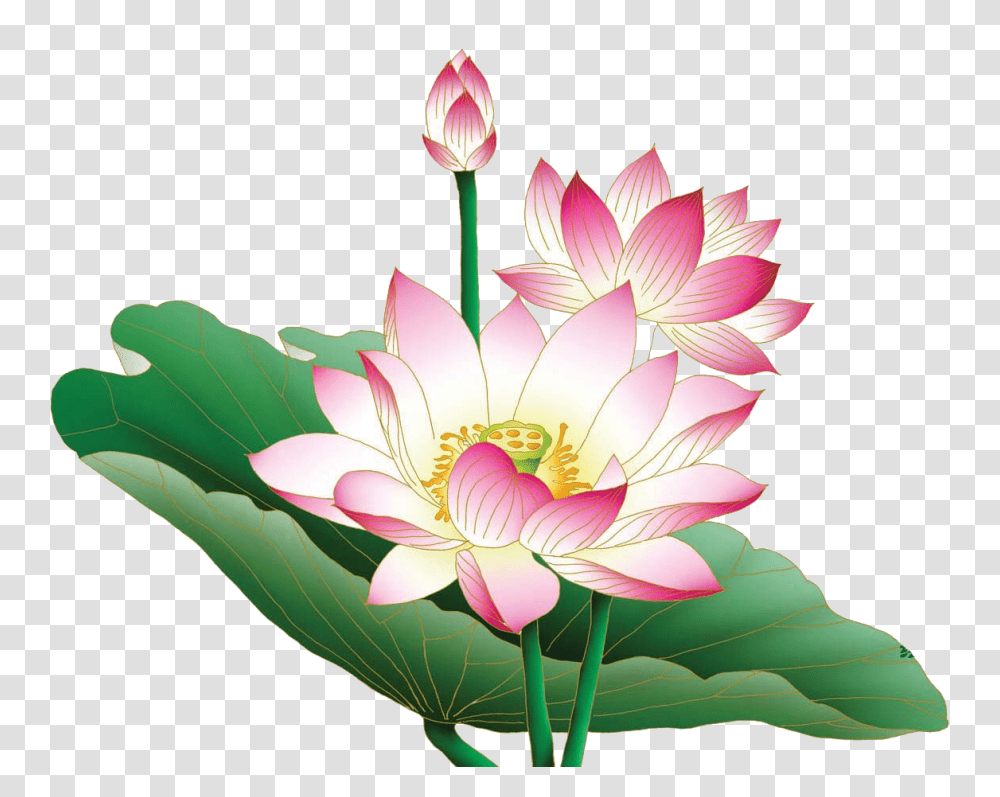 Lotus Images, Plant, Flower, Blossom, Lily Transparent Png