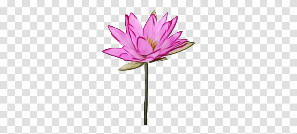 Lotus Images Sacred Lotus, Plant, Flower, Blossom, Lily Transparent Png