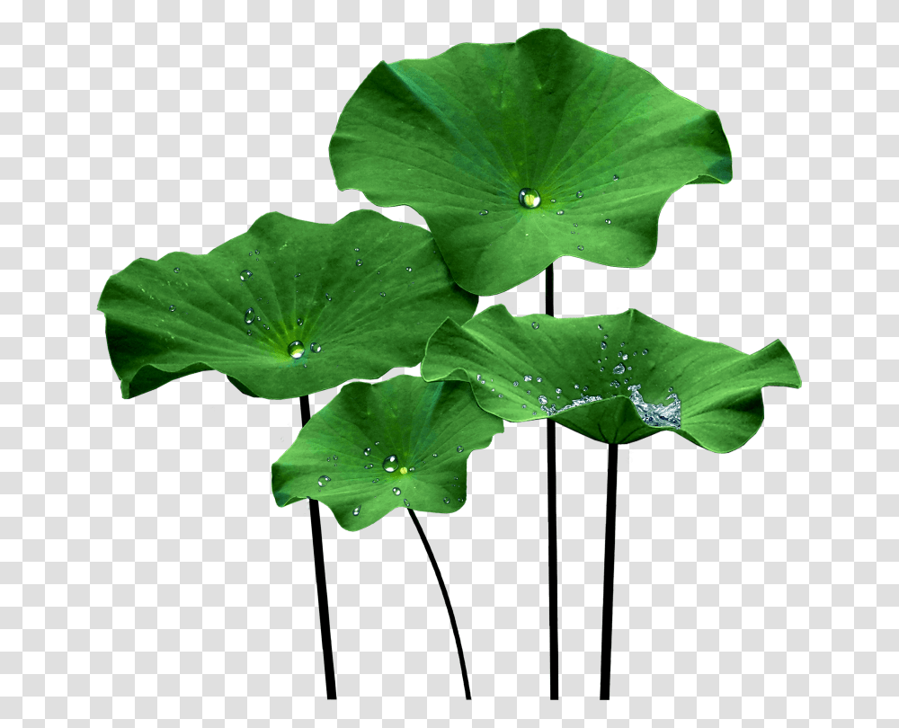 Lotus Leaf Lotus Flower Leaf, Plant, Green, Droplet, Blossom Transparent Png