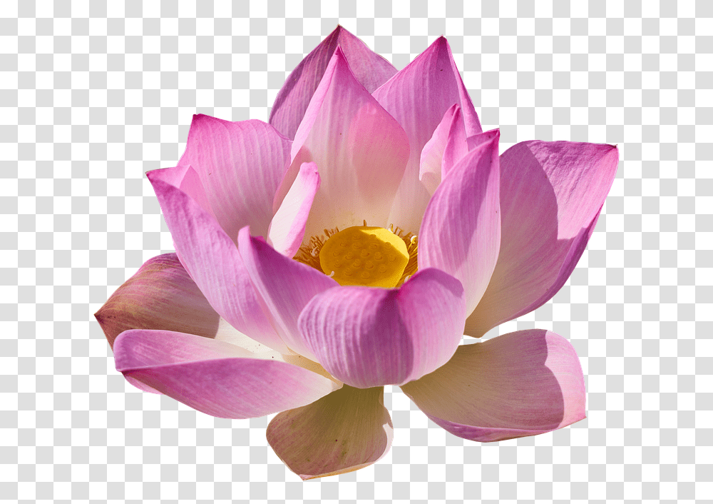 Lotus Lily Lotus Lily Lotus, Plant, Flower, Blossom, Pond Lily Transparent Png