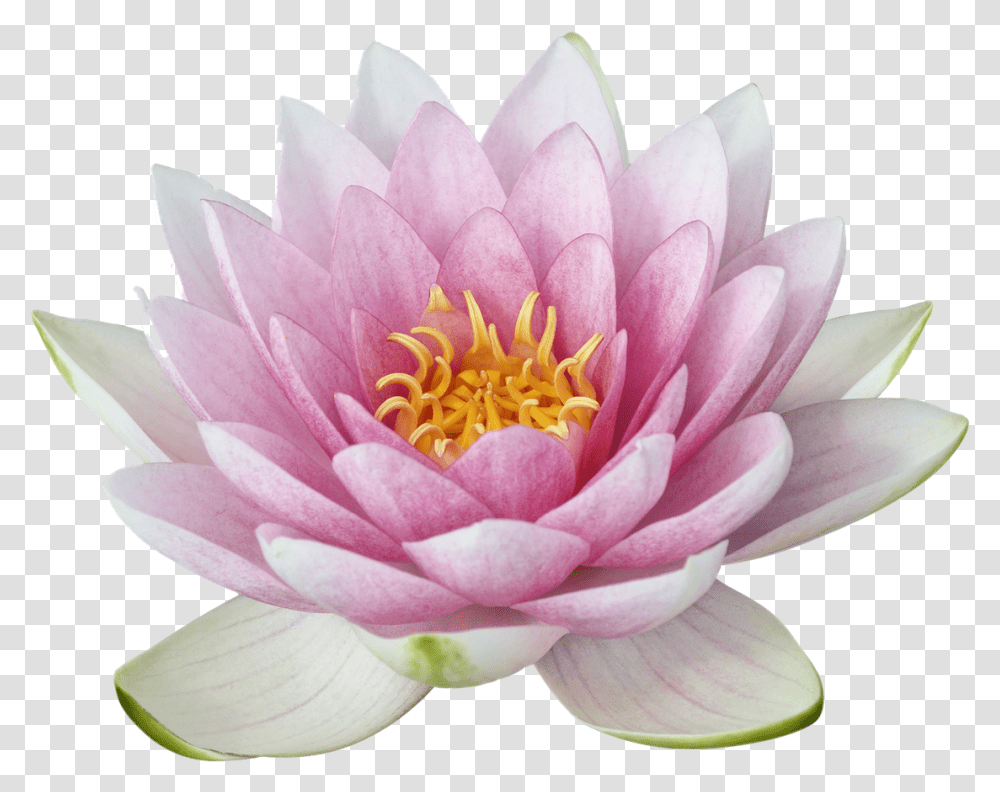 Lotus Lotus, Plant, Lily, Flower, Blossom Transparent Png